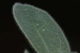 Image de Pomaria melanosticta S. Schauer