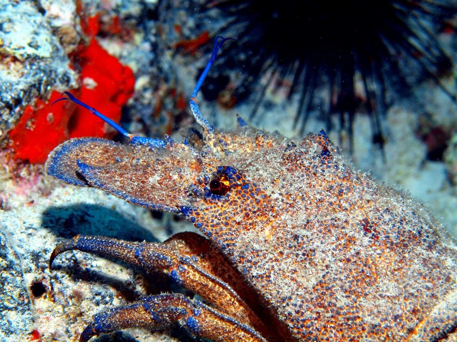 Image of Mediterranean Slipper Lobster