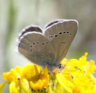 Image of Glaucopsyche lygdamus oro (Scudder 1876)