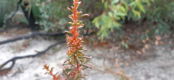 Image of Gyrostemon australasicus (Moq.) Heimerl