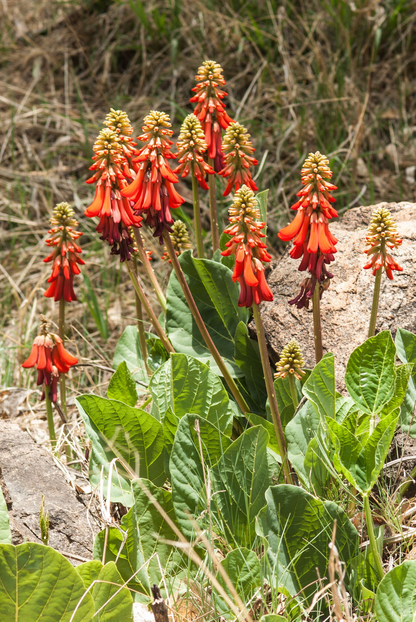 Imagem de Erythrina zeyheri Harv.