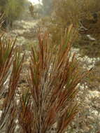 Image of Dracophyllum pearsonii T. Kirk