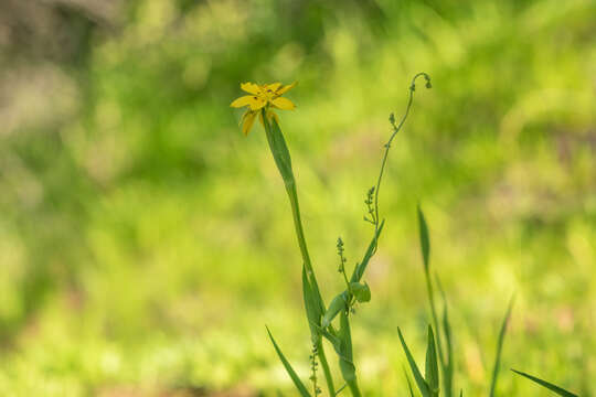 Image of Sisyrinchium graminifolium Lindl.