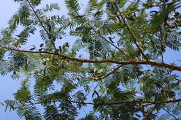 Image of catechu tree