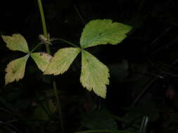 Imagem de Sanicula chinensis Bunge