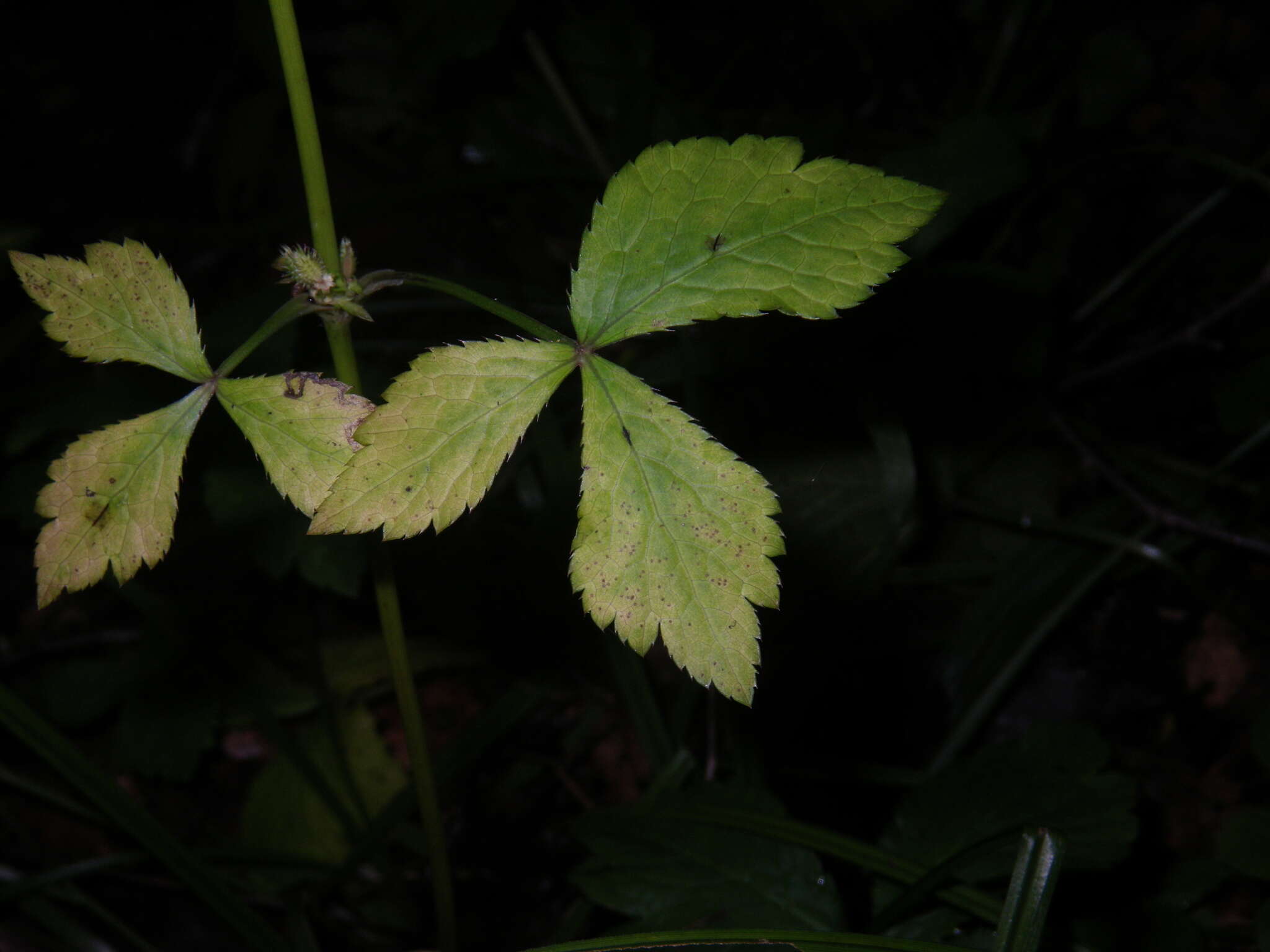 Imagem de Sanicula chinensis Bunge