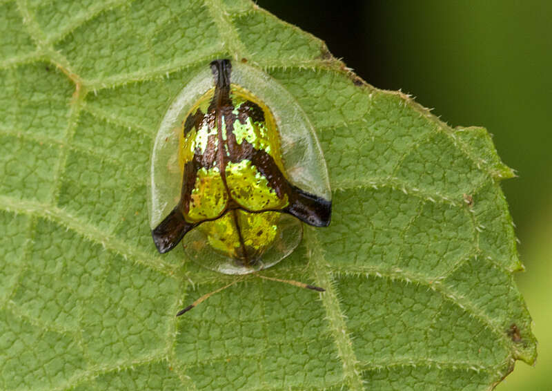 Слика од Deloyala cruciata (Linnaeus 1758)