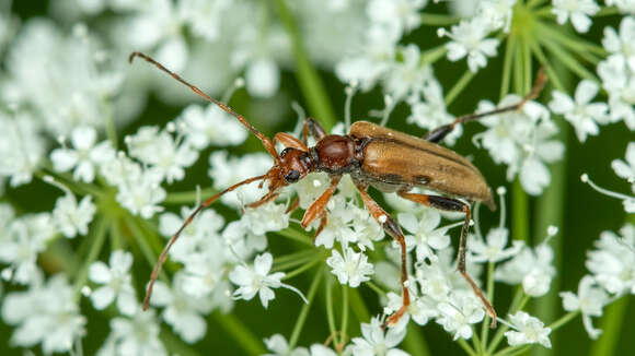 Image of Pidonia lurida (Fabricius 1793)