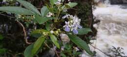 Image de Vitex megapotamica (Spreng.) Moldenke