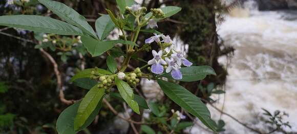 Image of Vitex megapotamica (Spreng.) Moldenke