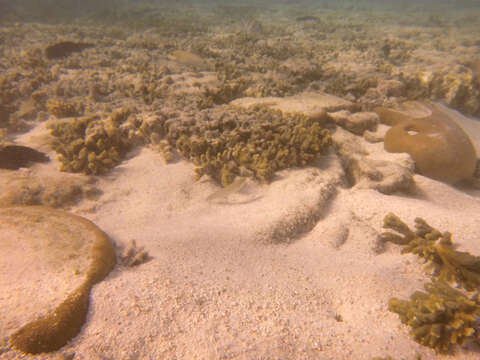 Image of Threespot wrasse