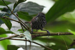 Image of Stripe-breasted Wren