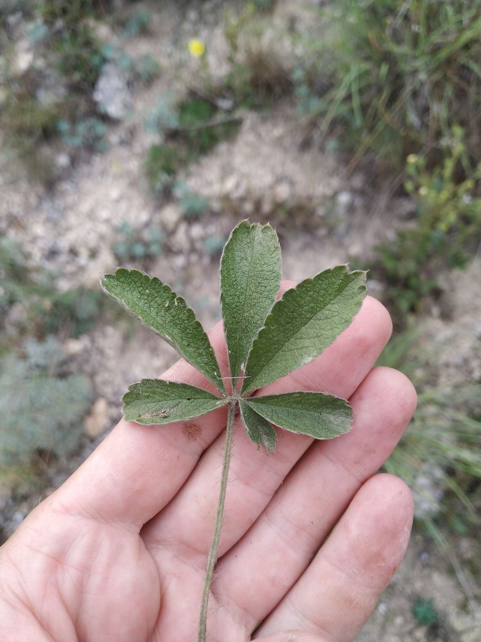 Слика од Potentilla astracanica subsp. callieri (Th. Wolf) J. Soják