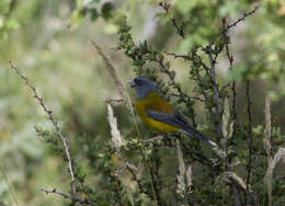 Image of Patagonian Sierra Finch