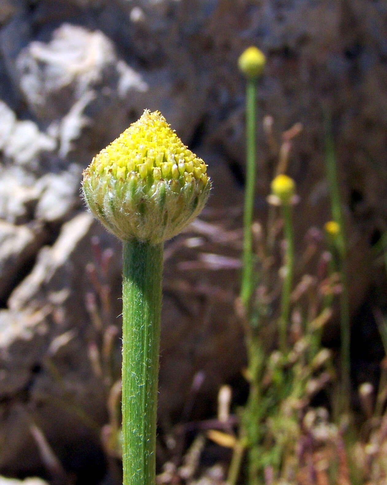 Image of Cota nigellifolia (Boiss.) Alv. Fern. & Vitales