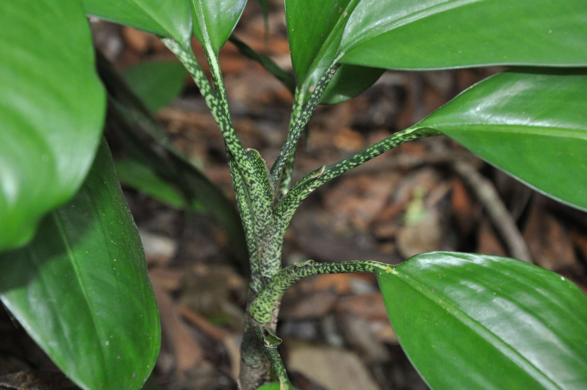 Image of Dieffenbachia obscurinervia Croat