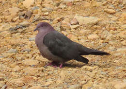 Patagioenas nigrirostris (Sclater & PL 1860) resmi