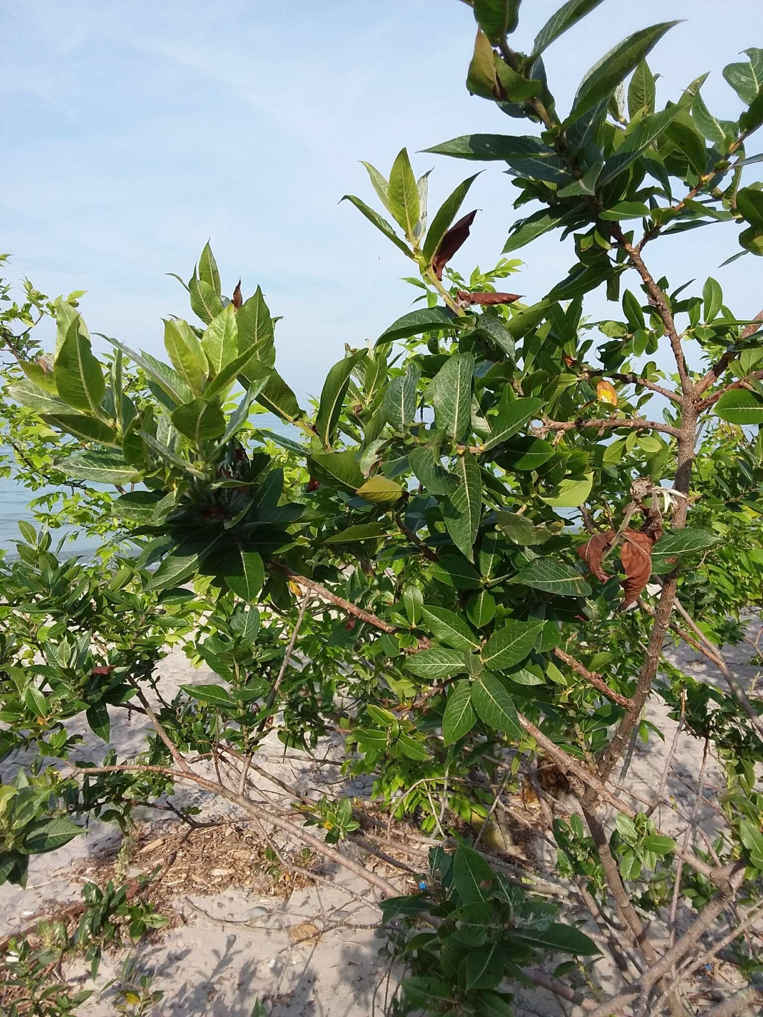 Imagem de Salix cordata Michx.