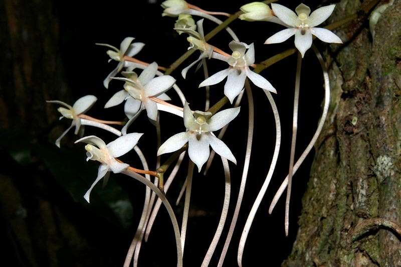 Aerangis mystacidii (Rchb. fil.) Schltr.的圖片