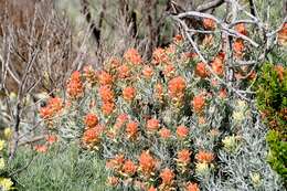 Image of whitefelt Indian paintbrush