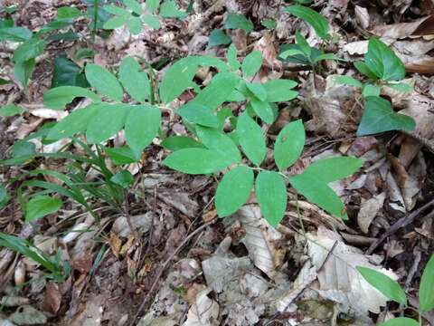 Image of Polygonatum glaberrimum K. Koch