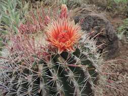 صورة Ferocactus peninsulae (F. A. C. Weber) Britton & Rose