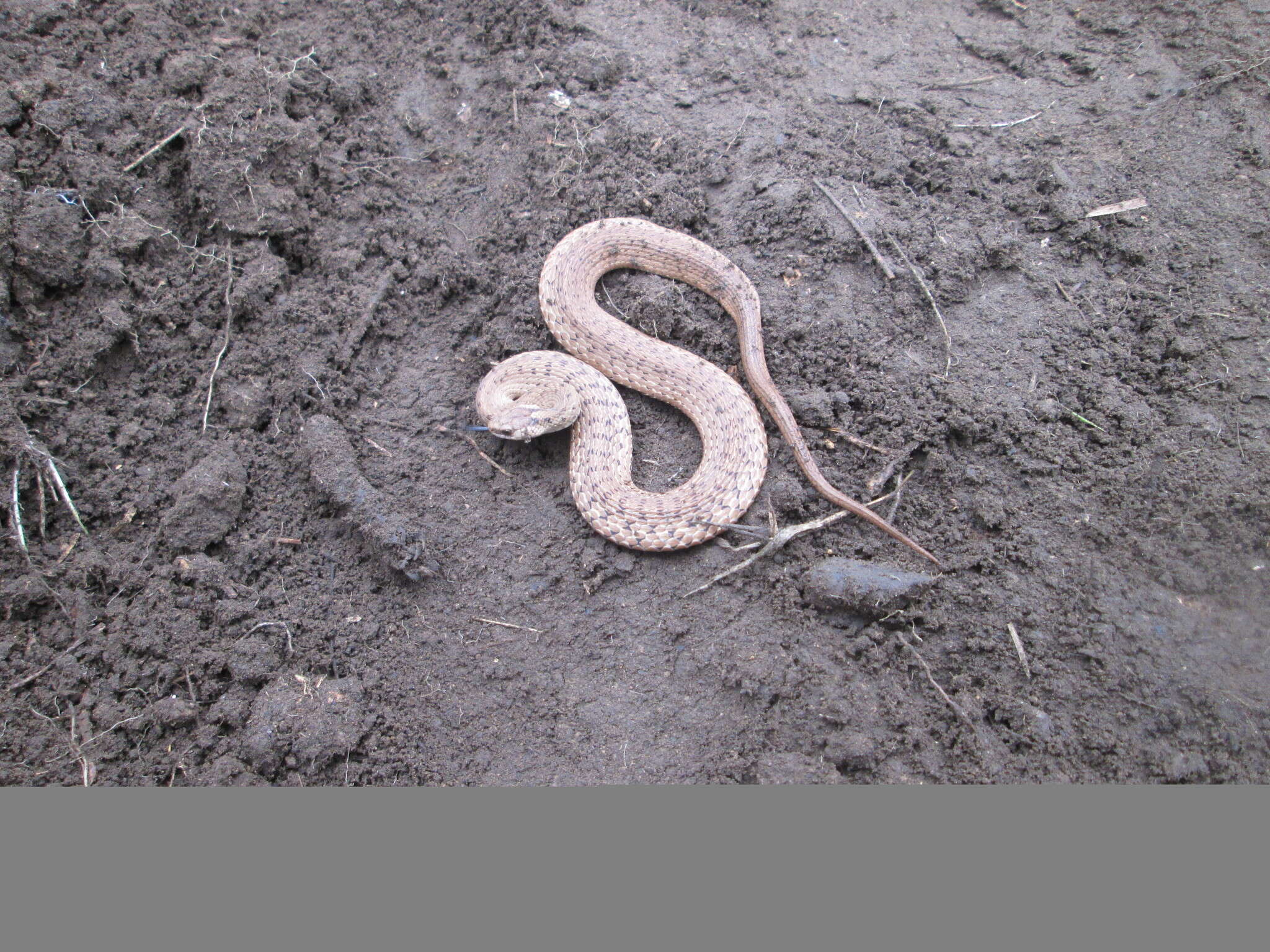 Image of Mexican Brown Snake
