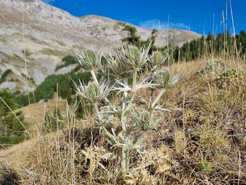 Eryngium spinalba Vill. resmi