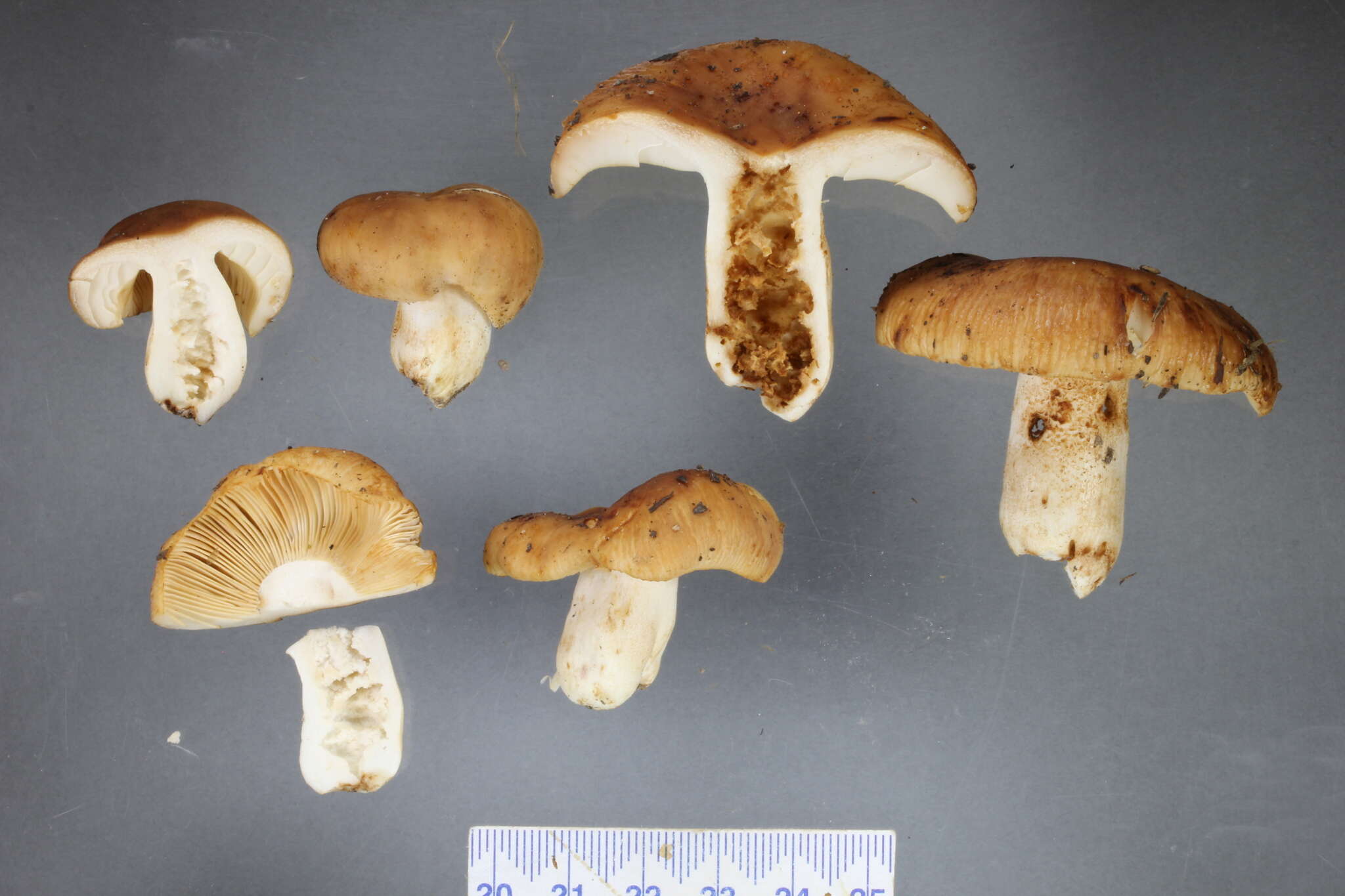 Image of Russula novae-zelandiae McNabb 1973