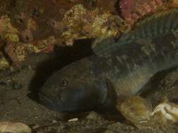 Image of Barehead goby