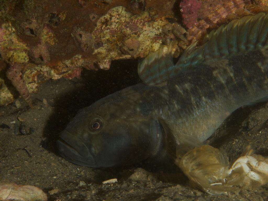 Caffrogobius nudiceps (Valenciennes 1837) resmi