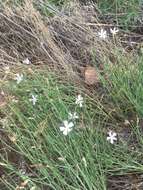 Image of rush skeletonplant