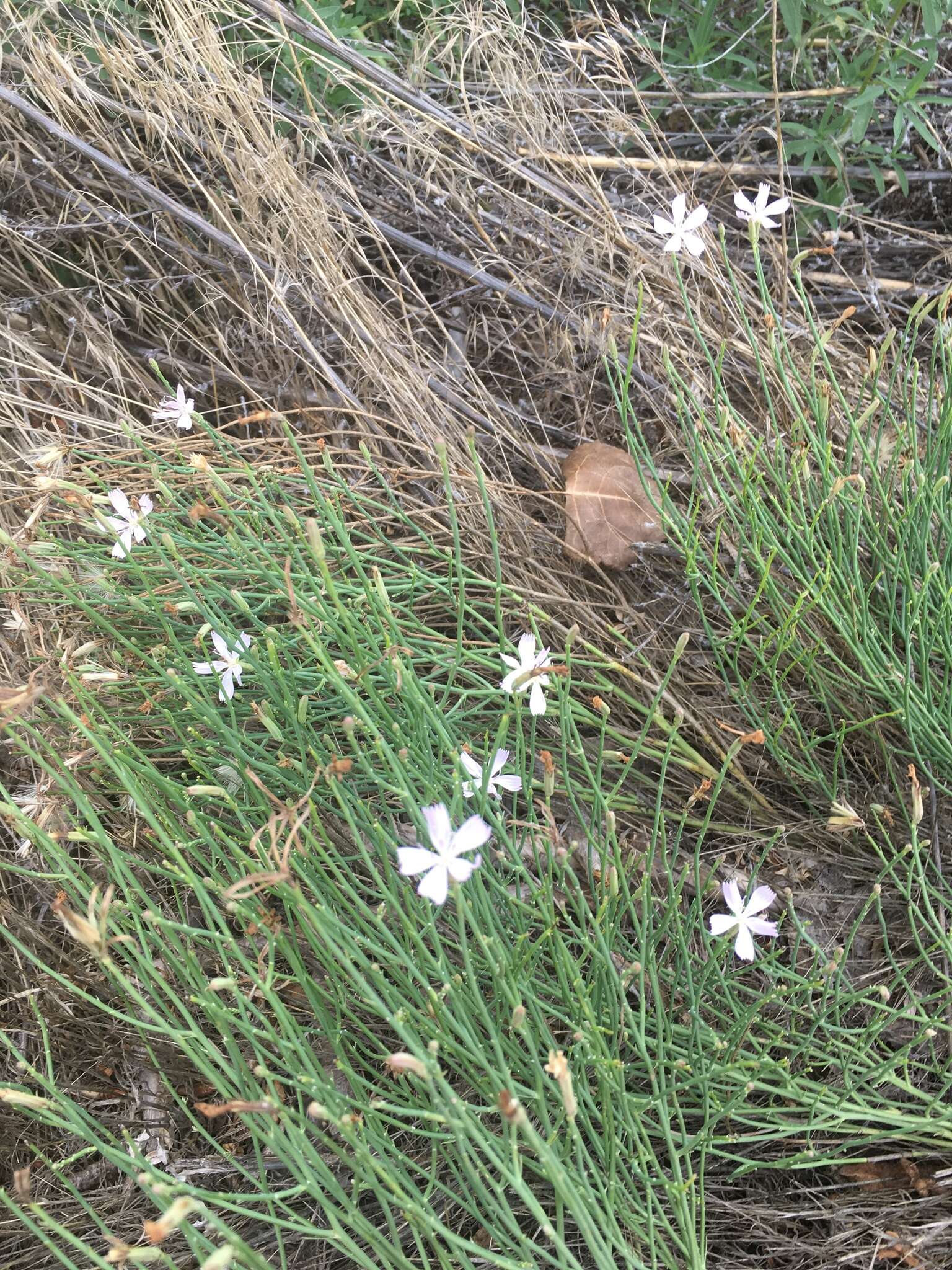 Image of rush skeletonplant