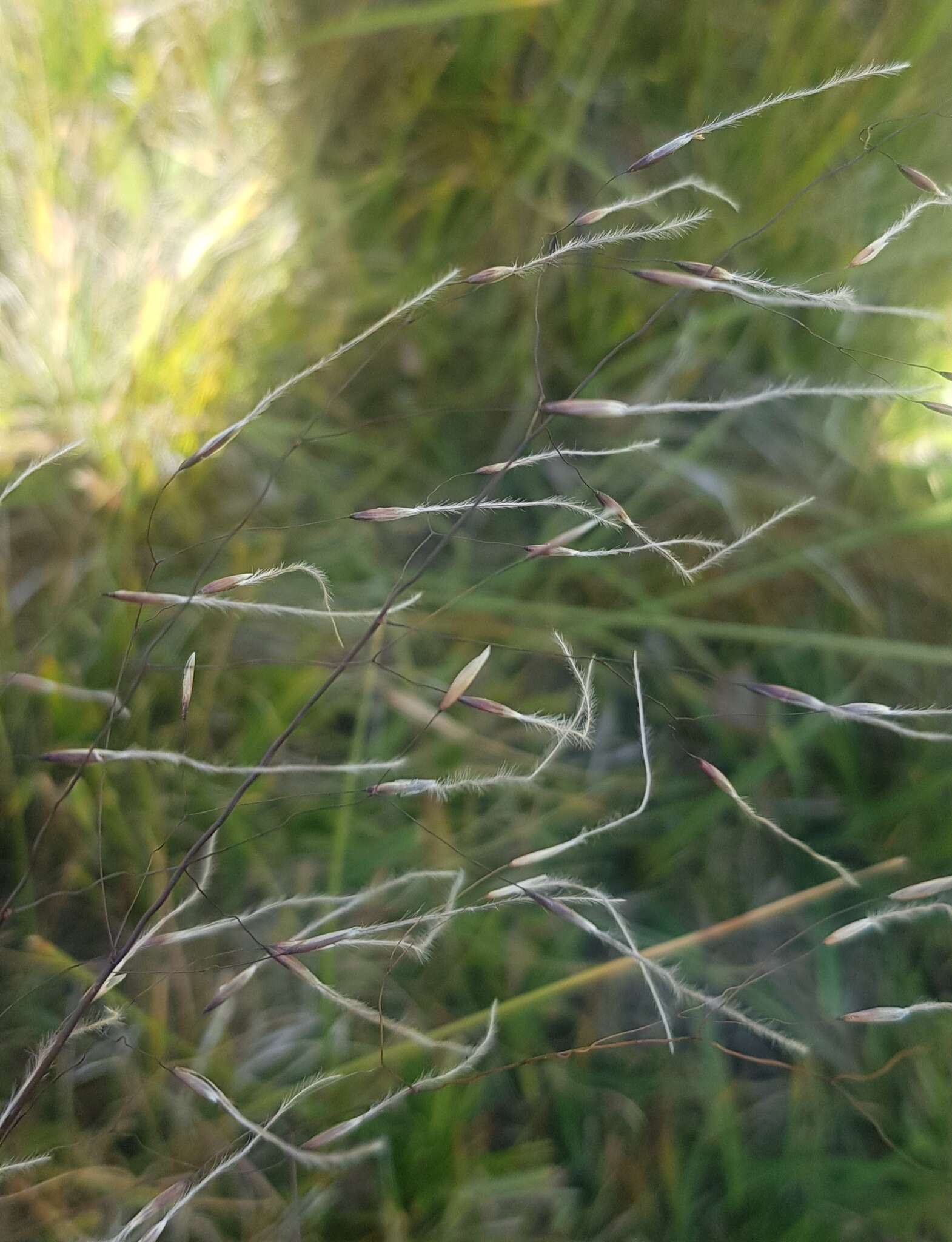 Image of Ptilagrostis mongholica (Turcz. ex Trin.) Griseb.