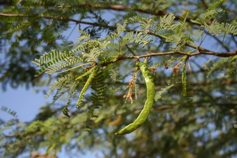 Image of mesquite