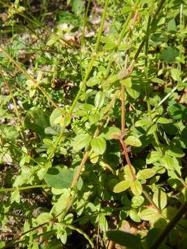 Image of Hairy bedstraw
