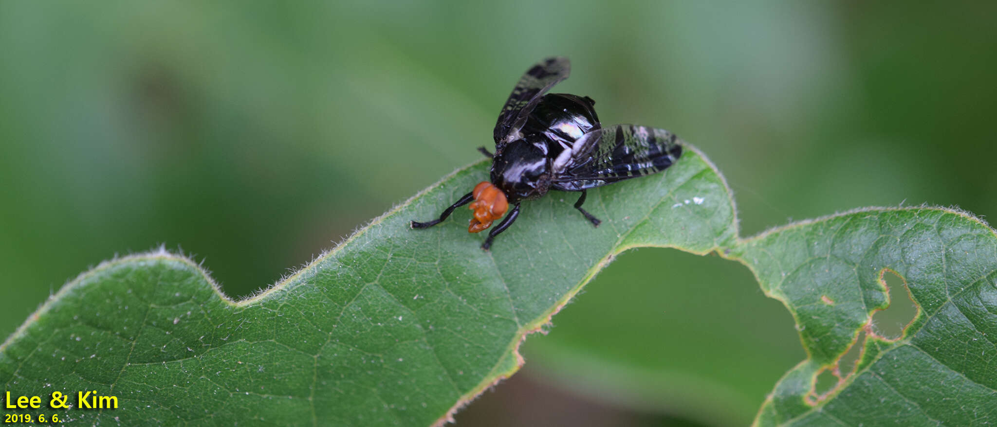 Image of Prosthiochaeta bifasciata Hara 1987