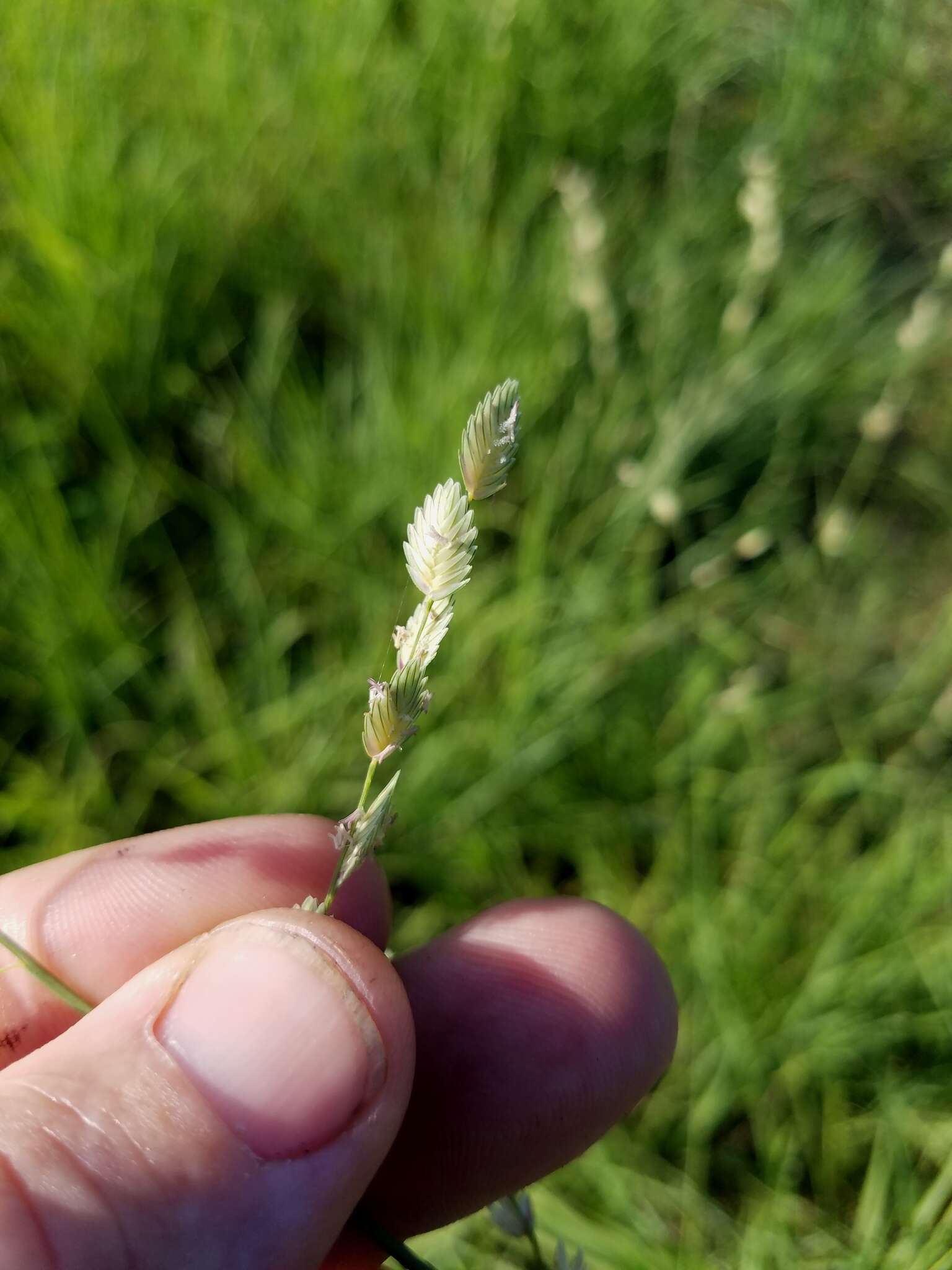 Image of Wilman lovegrass