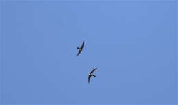 Image of Alpine swift