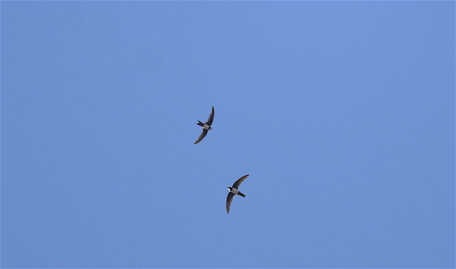 Image of Alpine swift