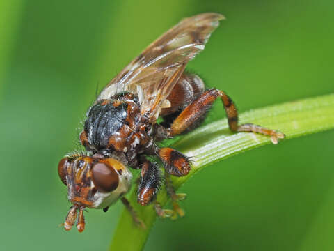 Image of Myopa buccata (Linnaeus 1758)