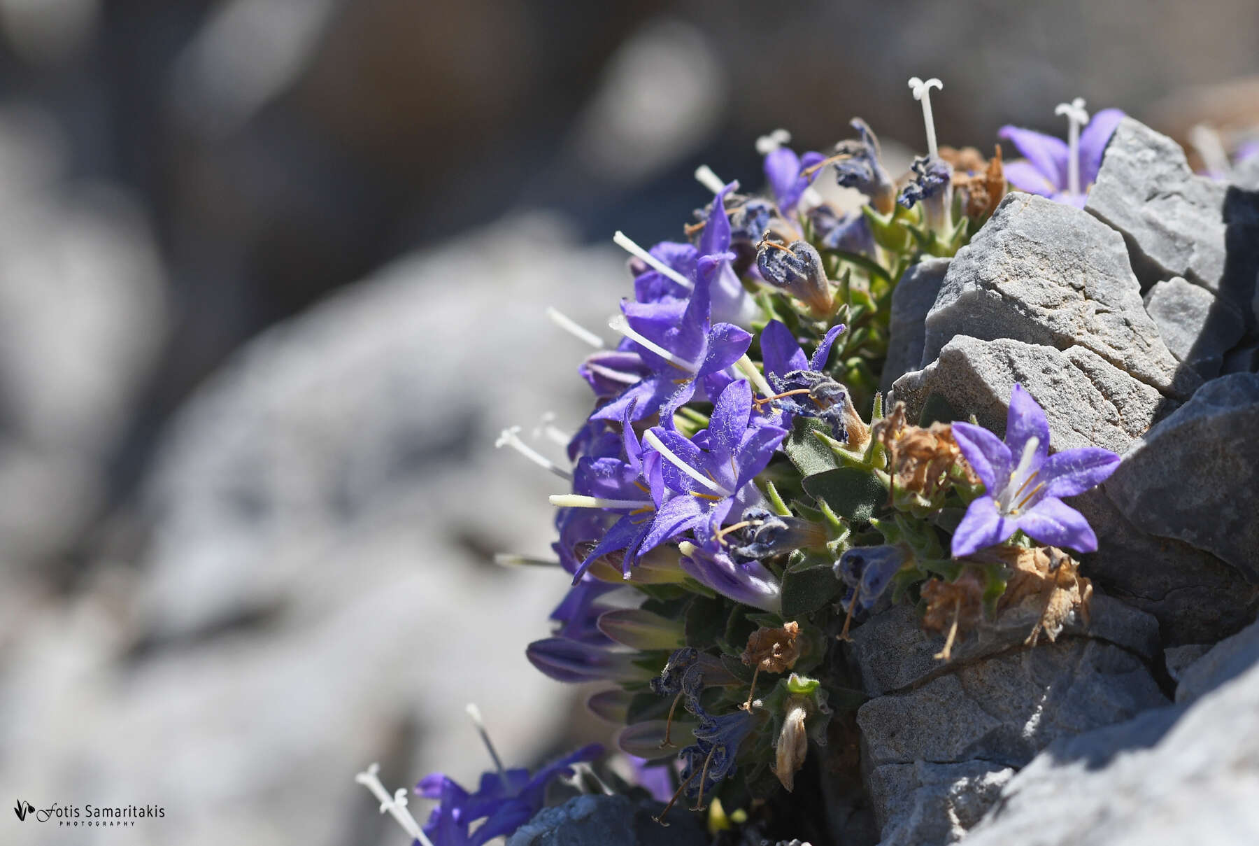 Imagem de Campanula hierapetrae Rech. fil.