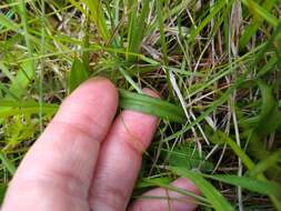 Image of Dactylorhiza maculata subsp. ericetorum (E. F. Linton) P. F. Hunt & Summerh.