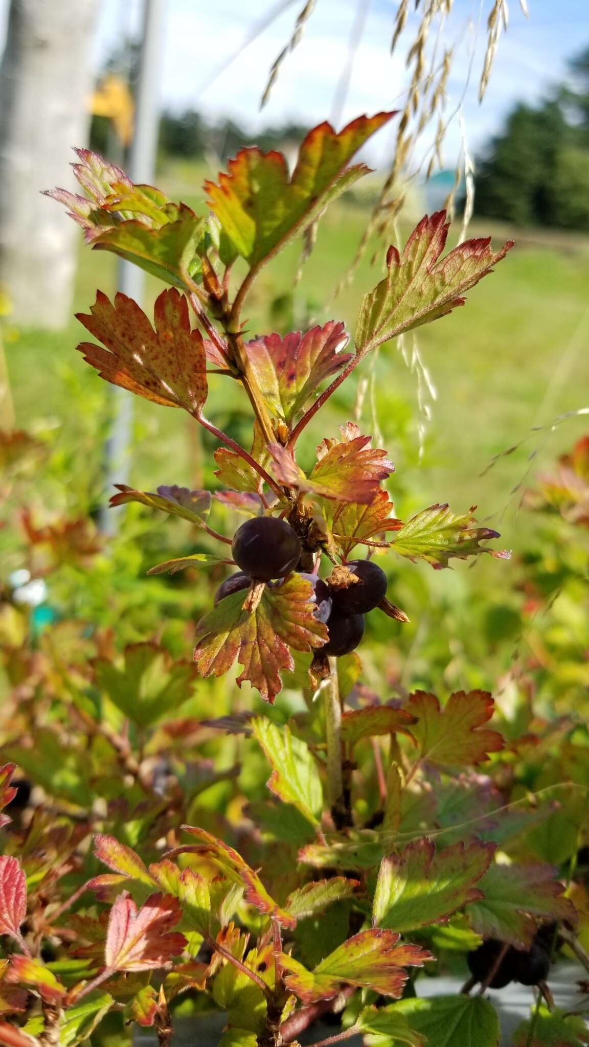 Plancia ëd Ribes hirtellum Michx.