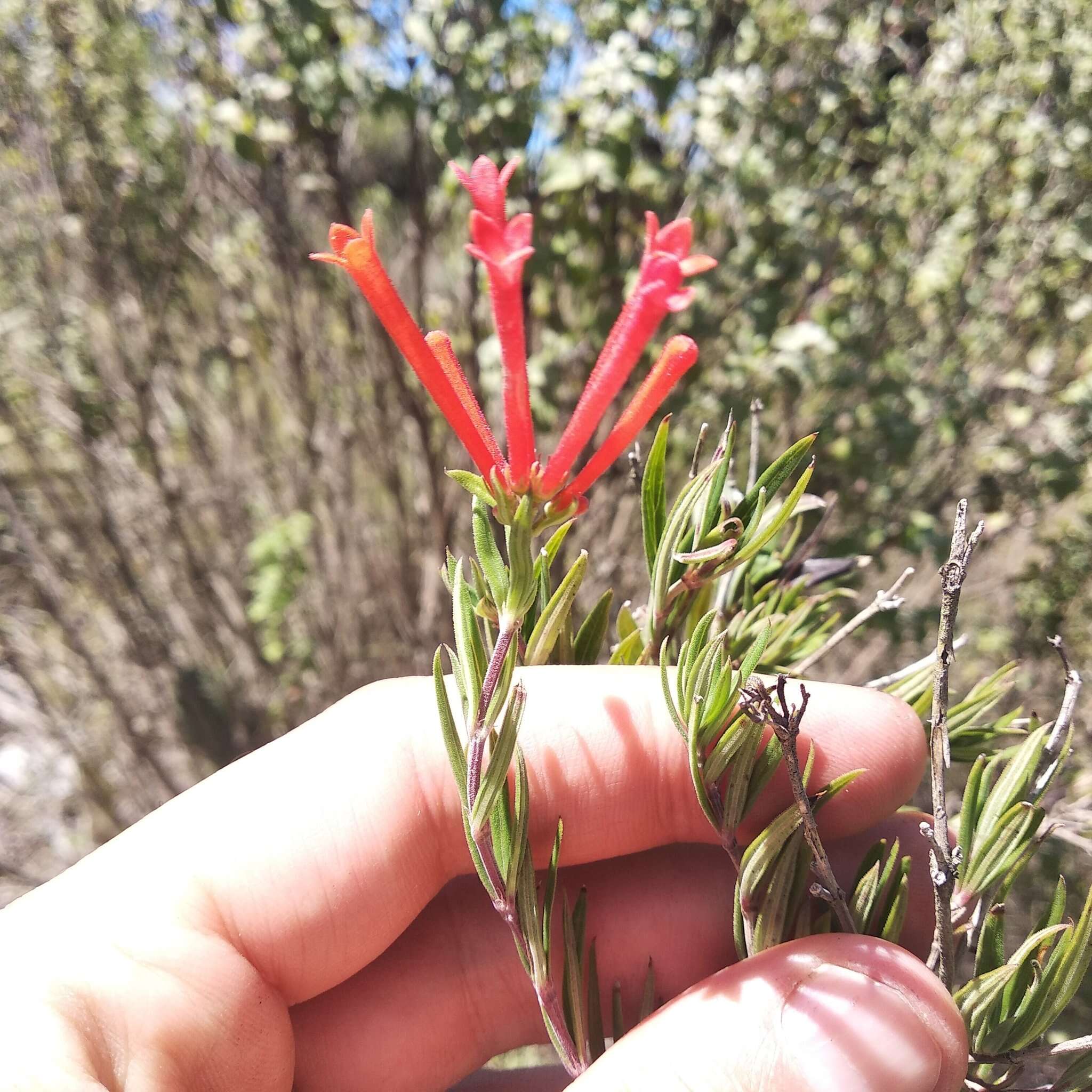 Imagem de Bouvardia tenuifolia Standl.