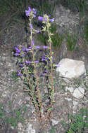 Image of Campanula sibirica subsp. elatior (Fomin) Fed.