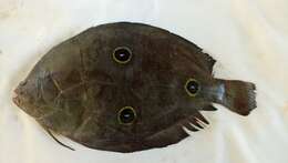 Image of Three-spot flounder