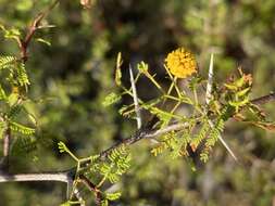 Слика од Vachellia farnesiana var. pinetorum (F. J. Herm.) Seigler & Ebinger