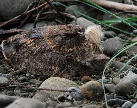 Image of Savanna Nightjar