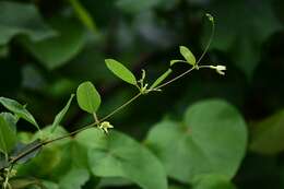 Image of Gymnanthera oblonga (Burm. fil.) P. S. Green